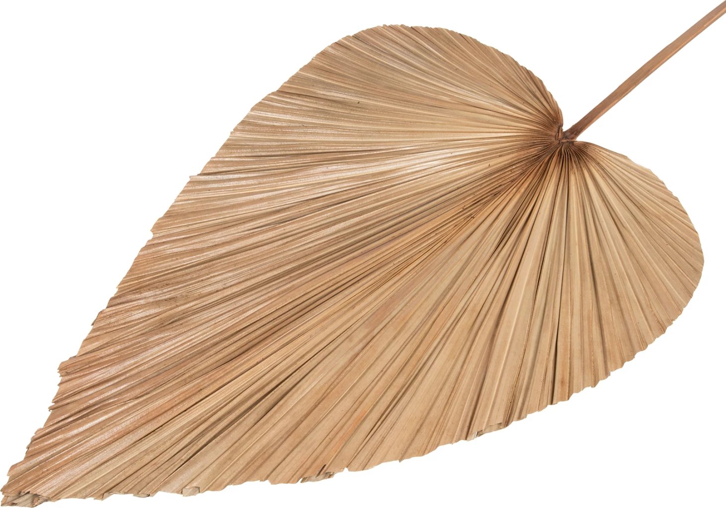 Dekor me gjethe palme të tharë, ngjyrë natyrale, FH7875, 42x135x3 cm