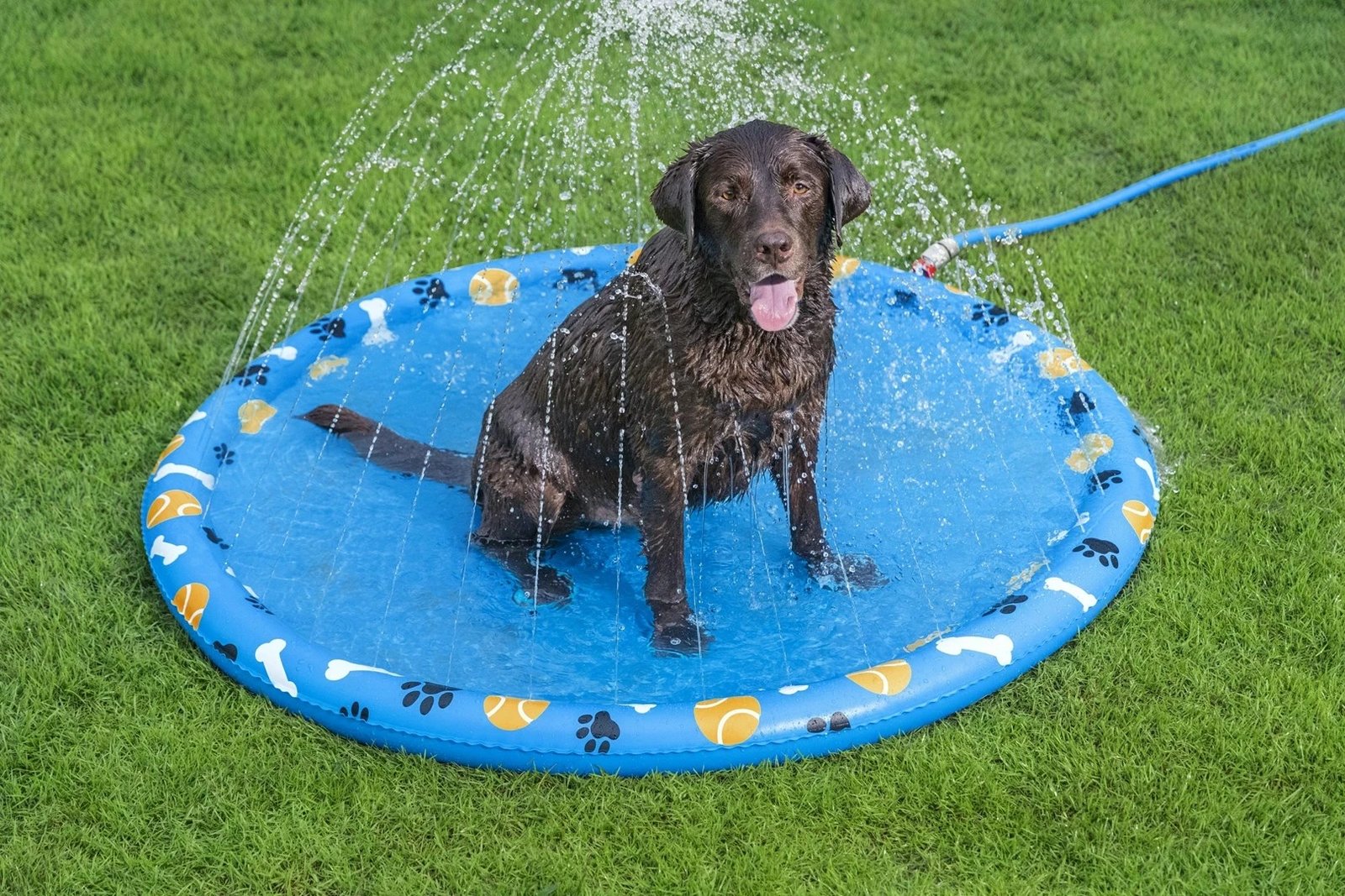 Pishinë për qen Bestway Fetchin' Fun, e verdhë, PVC, rrumbullakët