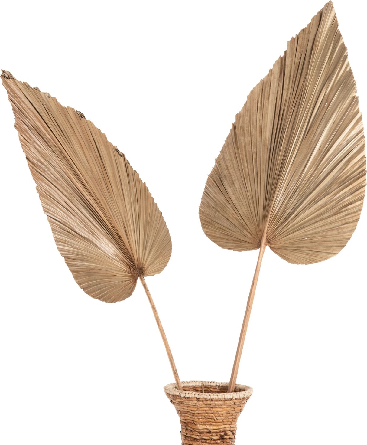 Dekor me gjethe palme të tharë, ngjyrë natyrale, FH7875, 42x135x3 cm