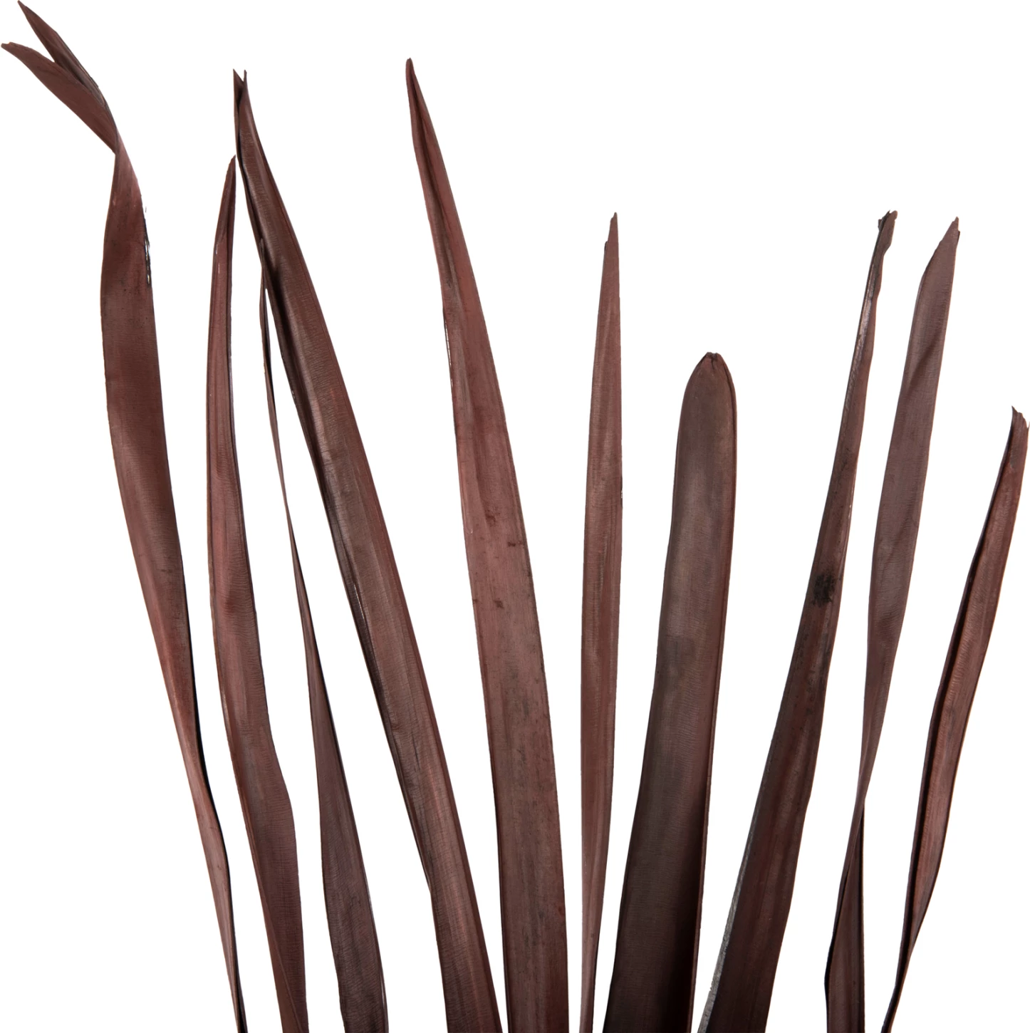 Buqetë dekorative me gjethe të thata shpate FH7965 10PCS kafe 120Hcm