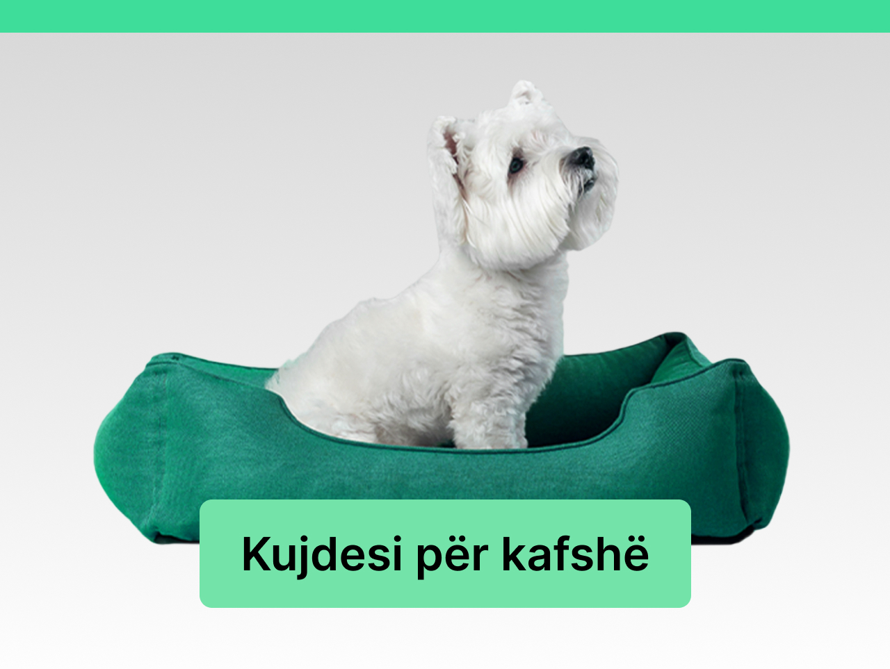 kkujdesi per kafshe