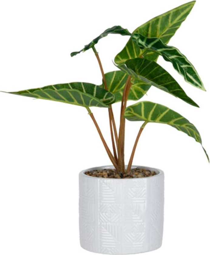 Bimë artificiale KOOPMAN në vazo qeramike të bardhë Ø11x10cm