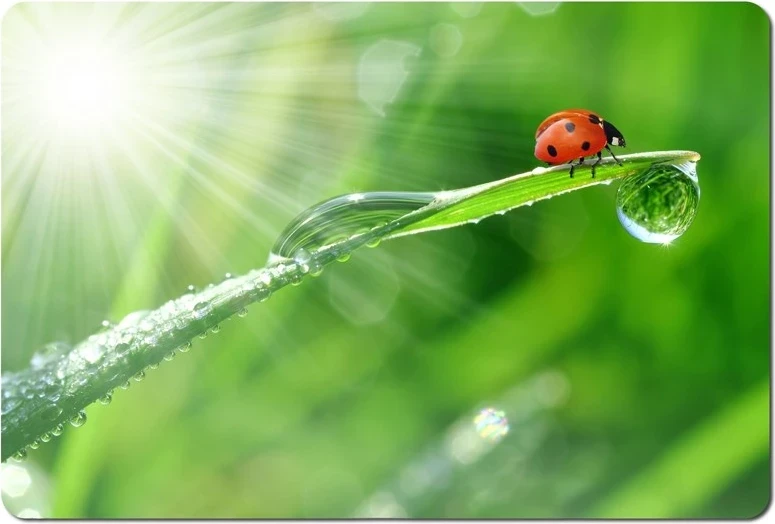 Mauspad Esperanza EA133